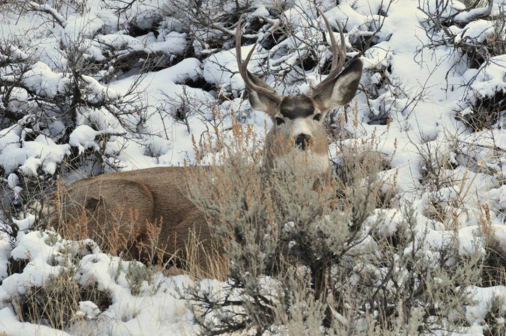 mule deer buck in snow