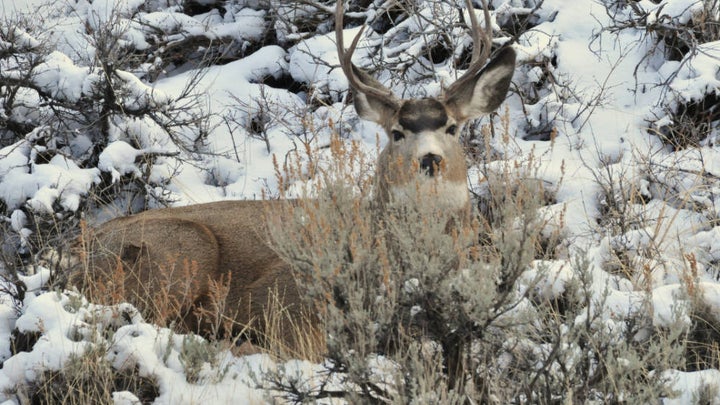 Pet Dog Chases and Kills Wintering Mule Deer Buck in Idaho