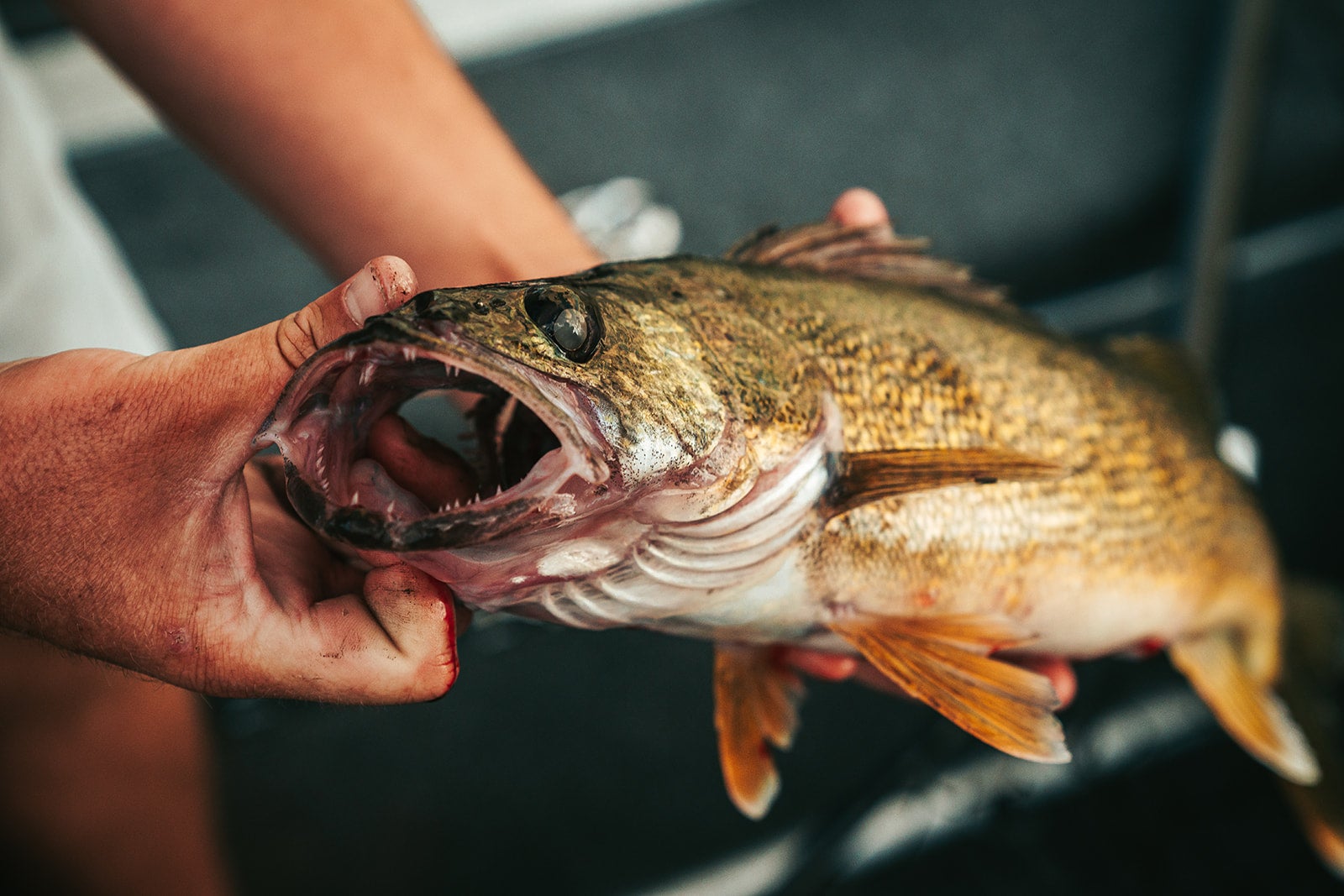The Magnificent Resurrection of Lake Erie Walleye Fishing