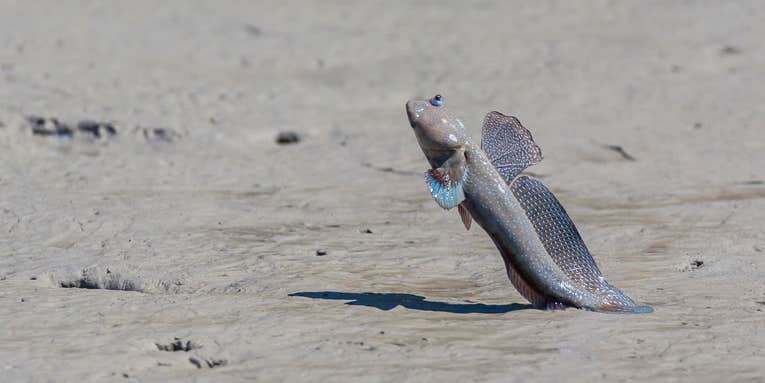 Fish That Walk on Land: 6 Fish That Can Survive and Move Out of the Water