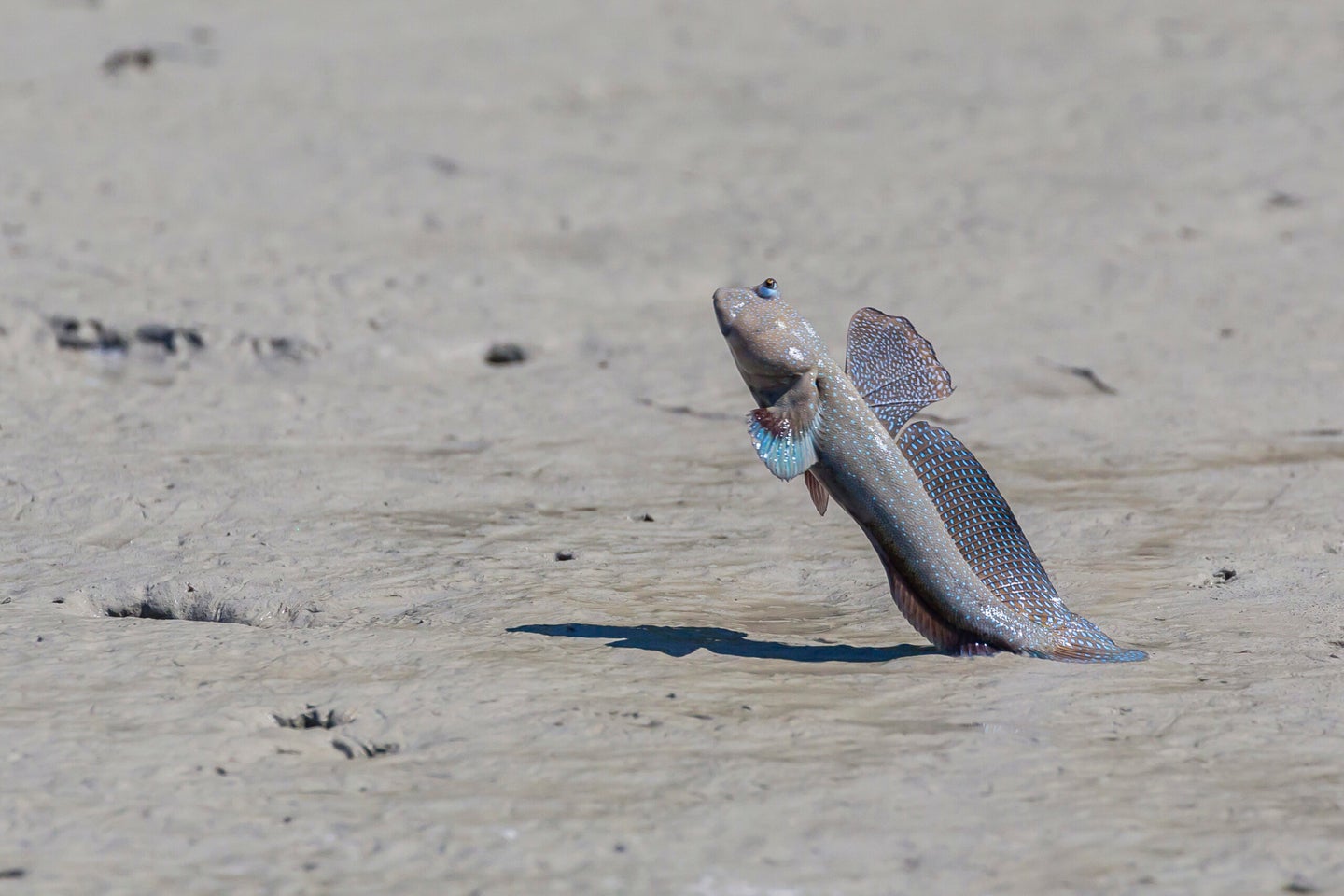 An adult male mudskipper, subfamily Oxudercinae, displaying to other males on the Hunter River, Kimberley, Western Australia, Australia, Pacific