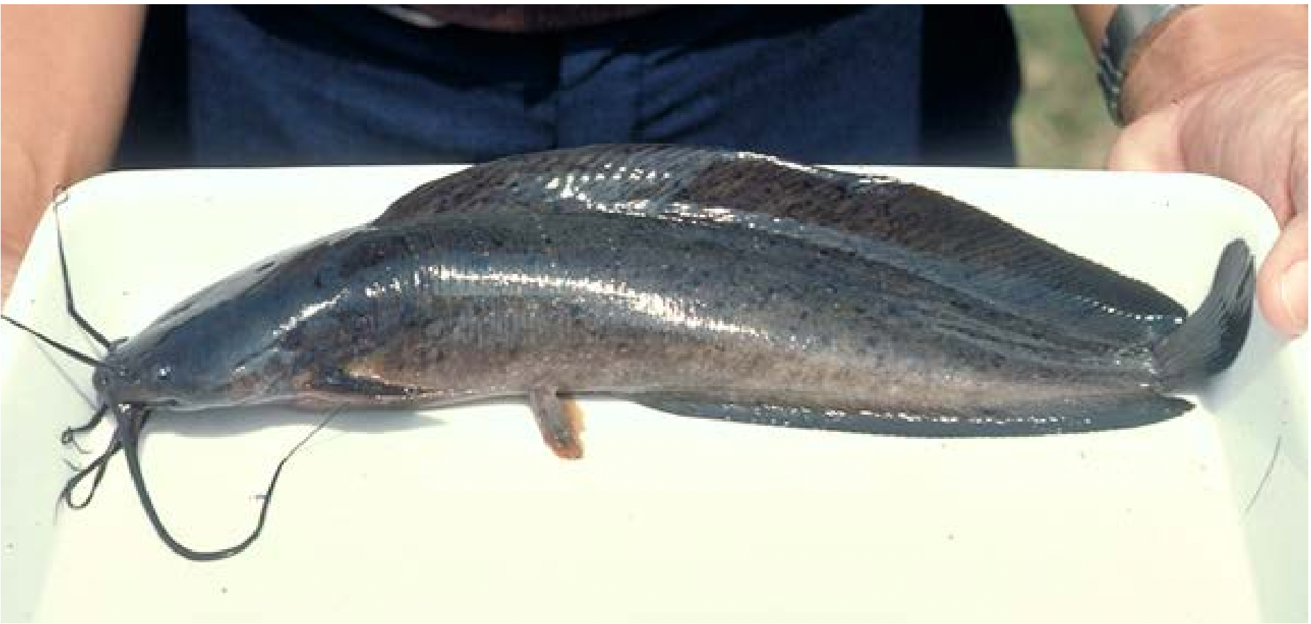 A fish that can walk on land: the walking catfish. 