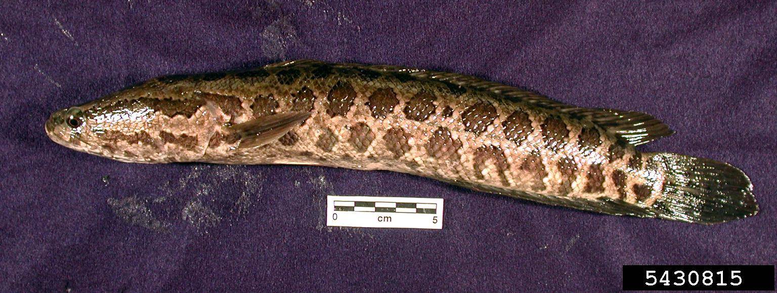 A northern snakehead that can walk on land. 