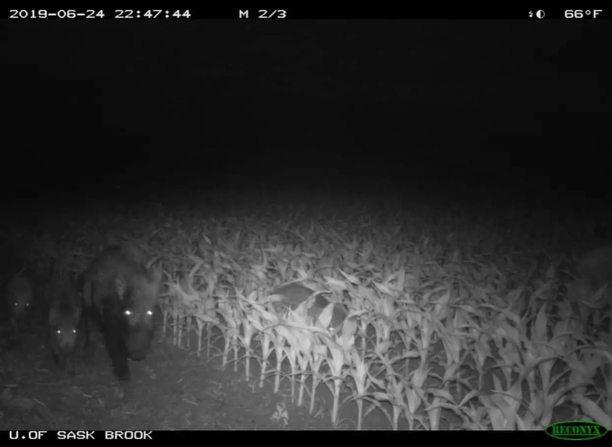 pigs near corn crops at night
