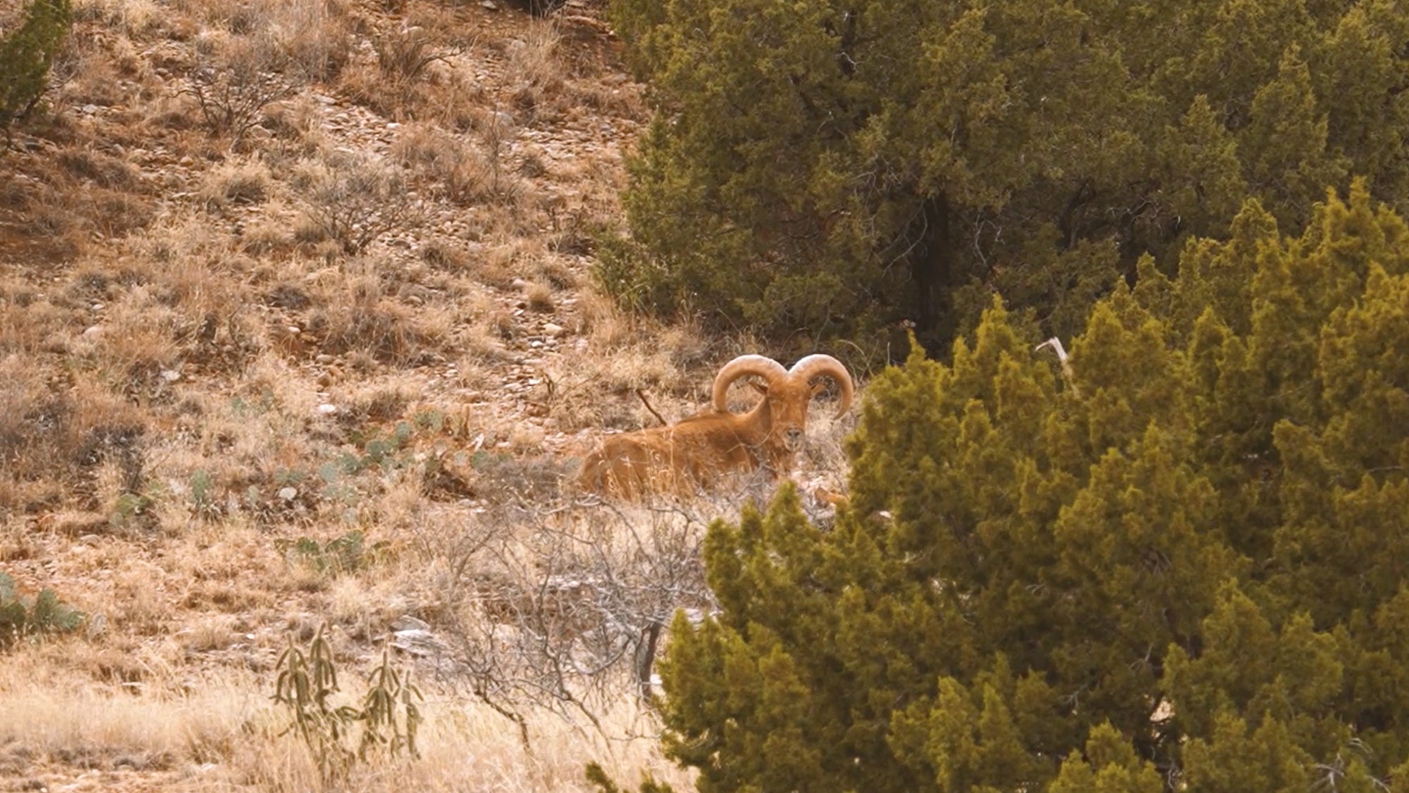 photo of aoudad in west Texas