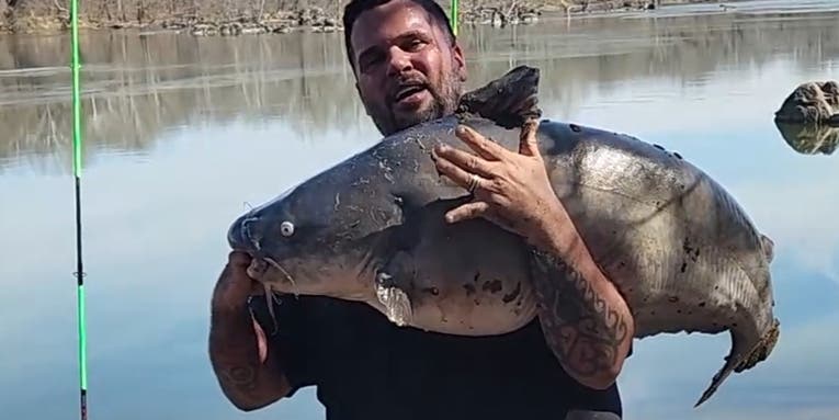 Population “Explosion” of Invasive Blue Catfish Prompts Maryland to Seek Federal Disaster Aid
