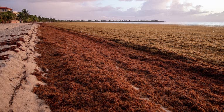 Massive 5,000-Mile-Wide Seaweed Belt About to Hit Florida