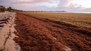 Massive 5,000-Mile-Wide Seaweed Belt About to Hit Florida