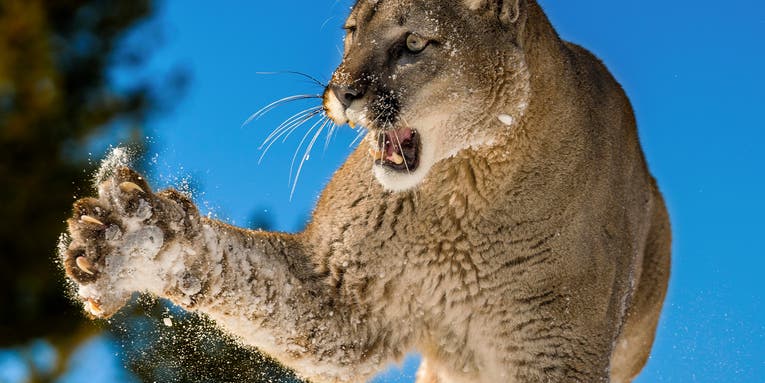 Rafters Use Paddles to Beat Back Mountain Lion Attack in Arizona