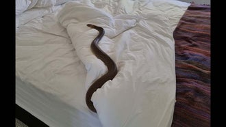 Australian Woman Finds Venomous 6-Foot Snake in Her Bed