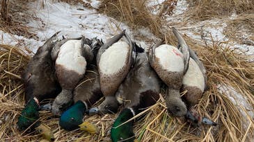 The 6 Best Duck Calls for Beginners (2024 Review)