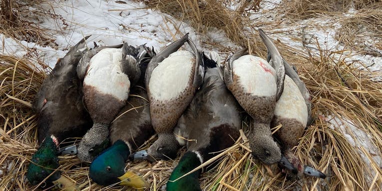The 6 Best Duck Calls for Beginners (2024 Review)