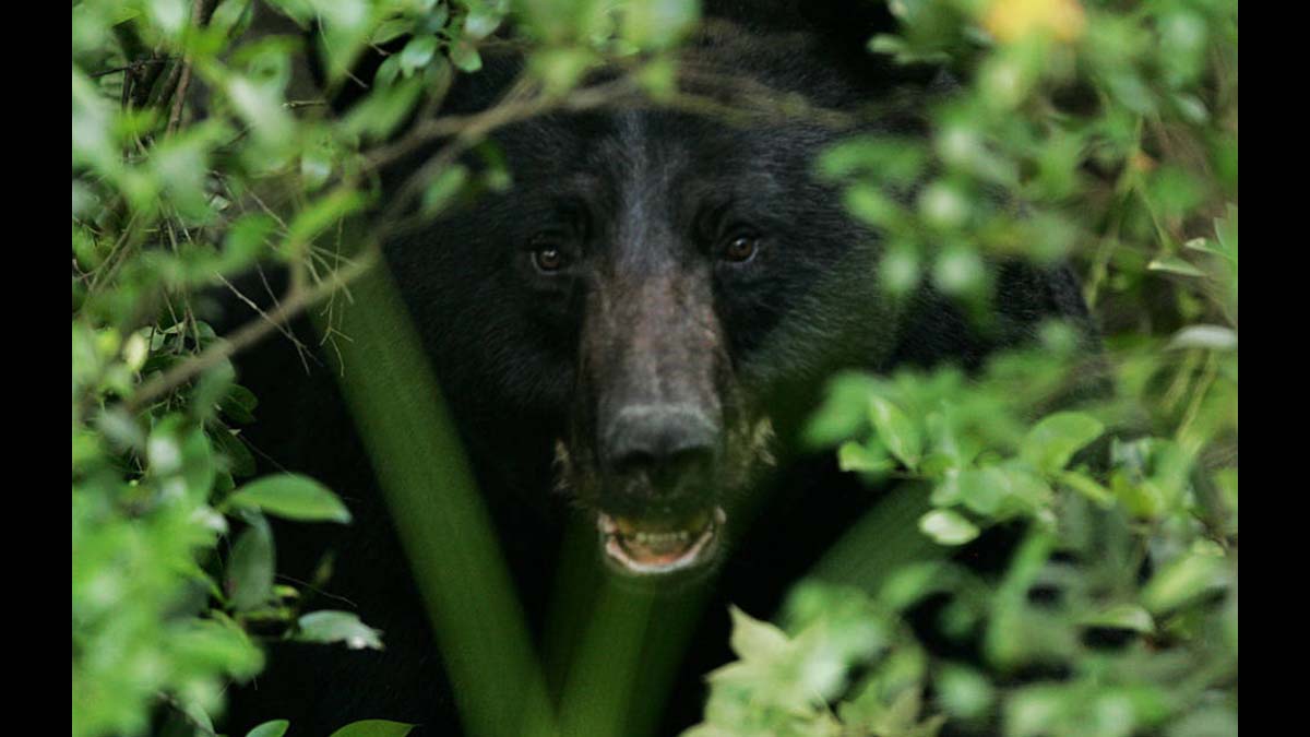 black bear in bushes