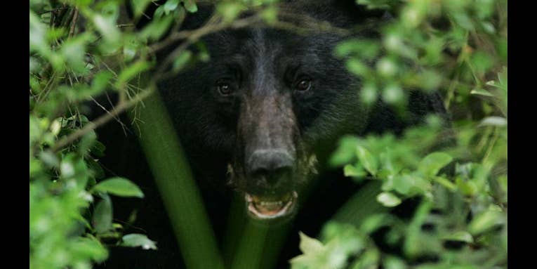 Anti-Hunters Quash Proposed Connecticut Bear Hunting Season