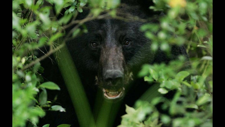 Anti-Hunters Quash Proposed Connecticut Bear Hunting Season