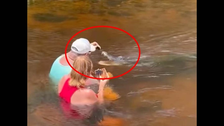 Watch a Florida Man Hand Feed an Alligator a Sandwich