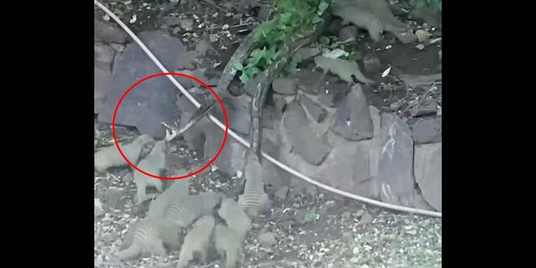 Watch a Mongoose Family Attack a Python to Save One of Their Own