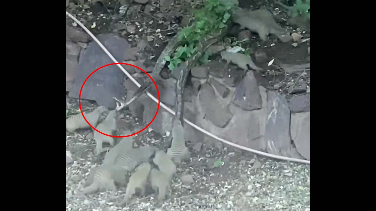 Watch a Mongoose Family Attack a Python to Save One of Their Own