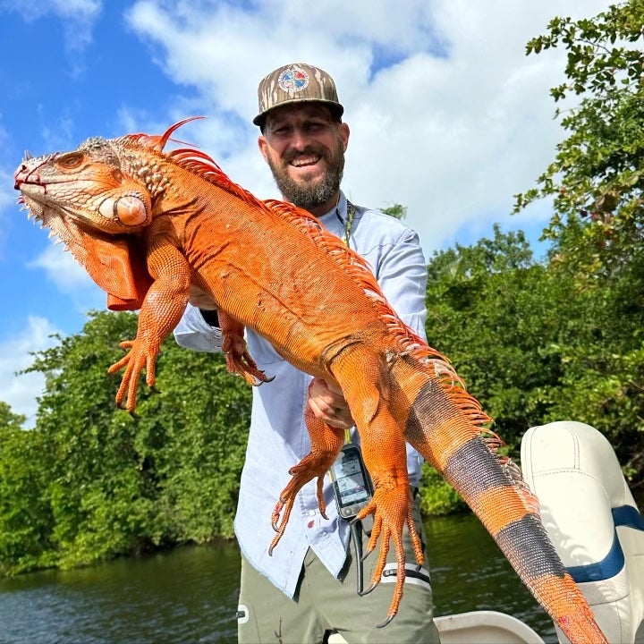 man holds orange iguana