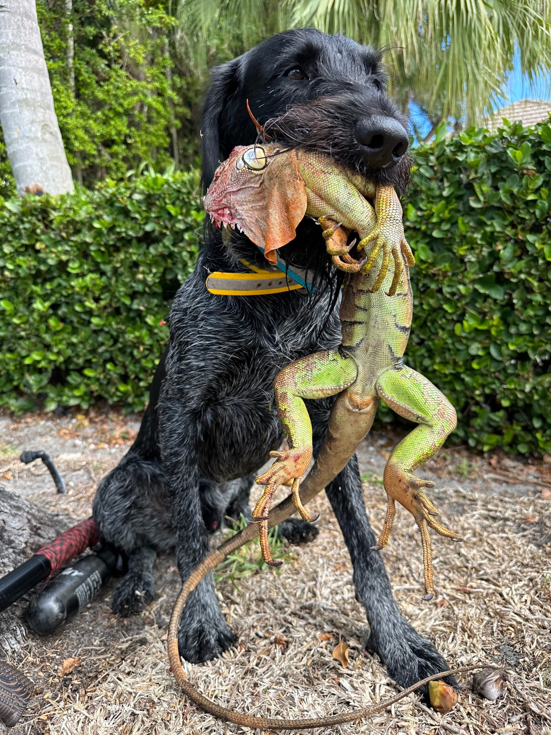 dog holds iguana