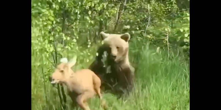 Watch a Grizzly Bear Chase Down a Moose Calf (With an Instagrammer In Between)