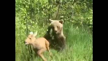 Watch a Grizzly Bear Chase Down a Moose Calf (With an Instagrammer In Between)