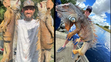 Bag a Swamp Monster: The Ultimate Guide to Florida Iguana Hunting
