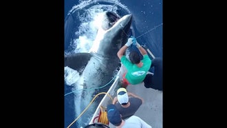 Watch a Massive Great White Shark Hammer a Bluefin Tuna Inches from a Fishing Boat