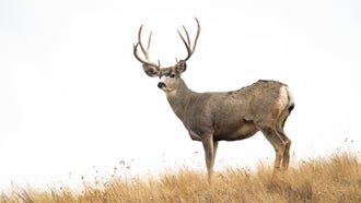 Mule Deer Hunting 101: An Essential Guide