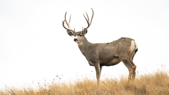 Mule Deer Hunting 101: An Essential Guide
