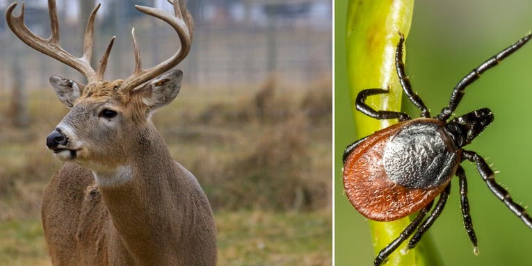 Is Whitetail Deer Blood the Key to Fighting Lyme Disease in Humans?