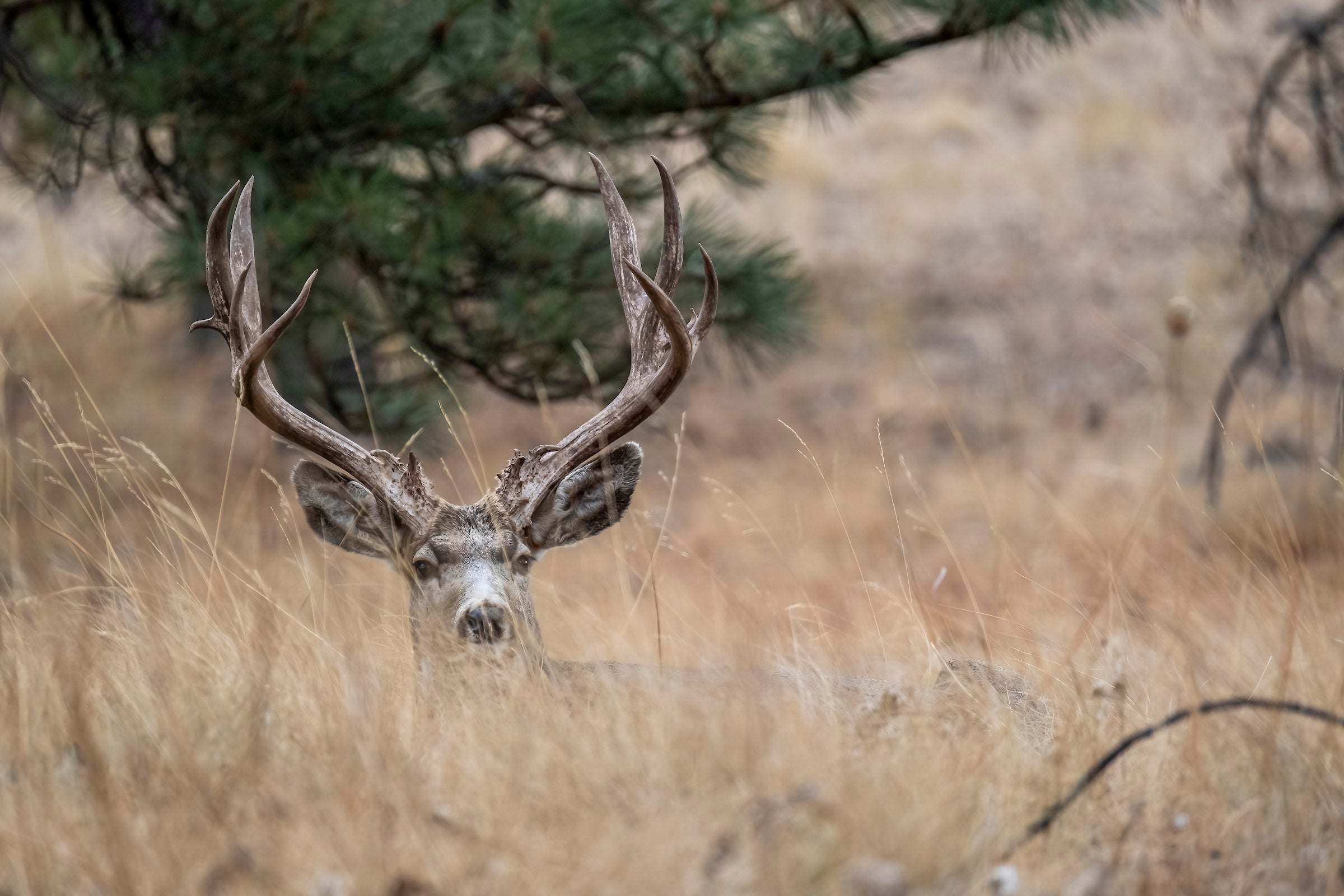 photo of bedded buck for mule deer hunting by spot and stalk