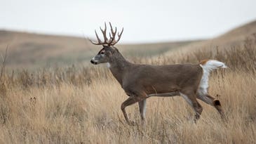 How Much Wind Is Too Much for Deer Hunting?