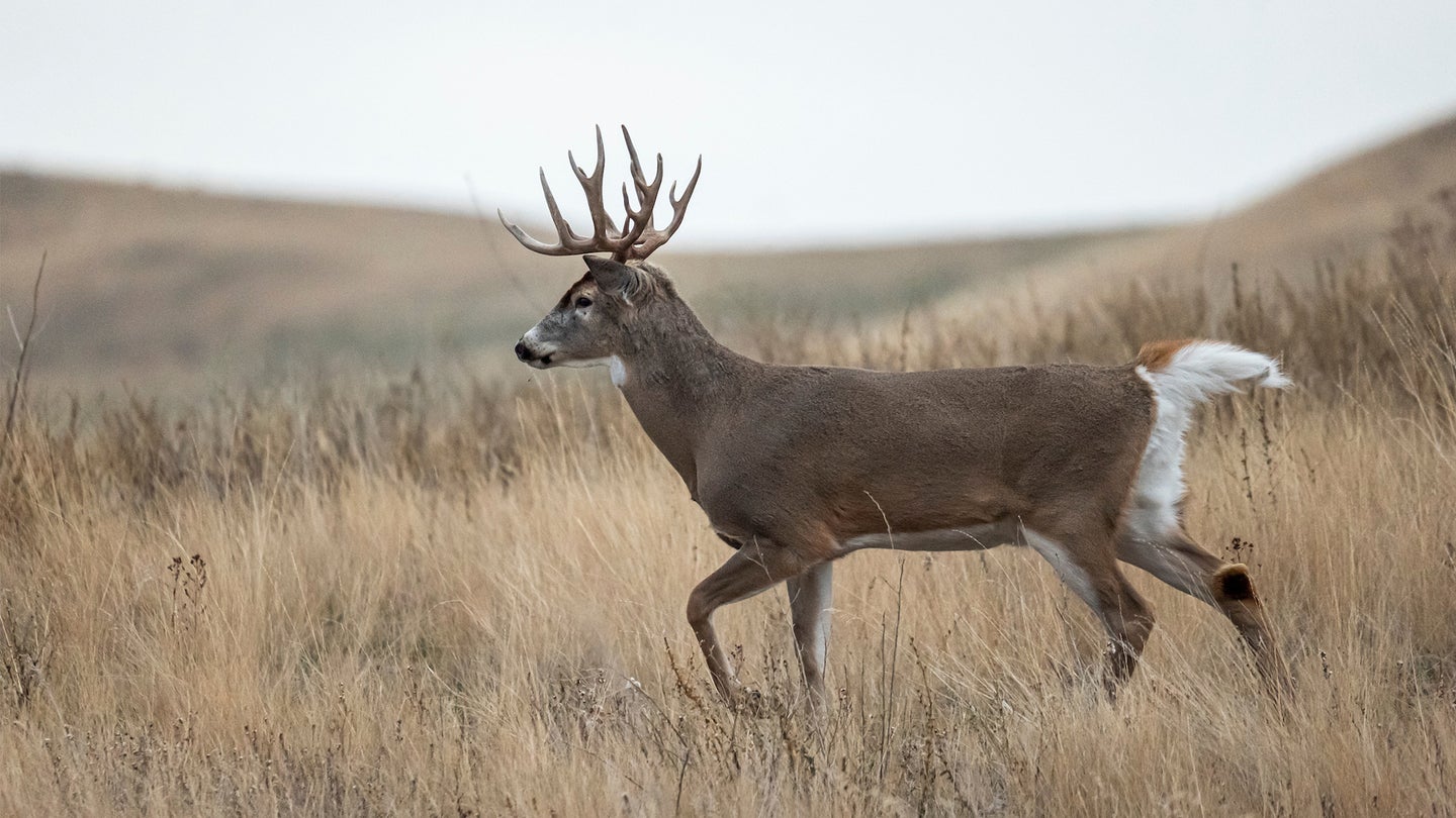 photo of whitetail buck for how much wind is too much for deer hunting