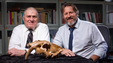 Researchers Investigate “Exceedingly Rare” Sabertooth Cat Skull Found in Iowa