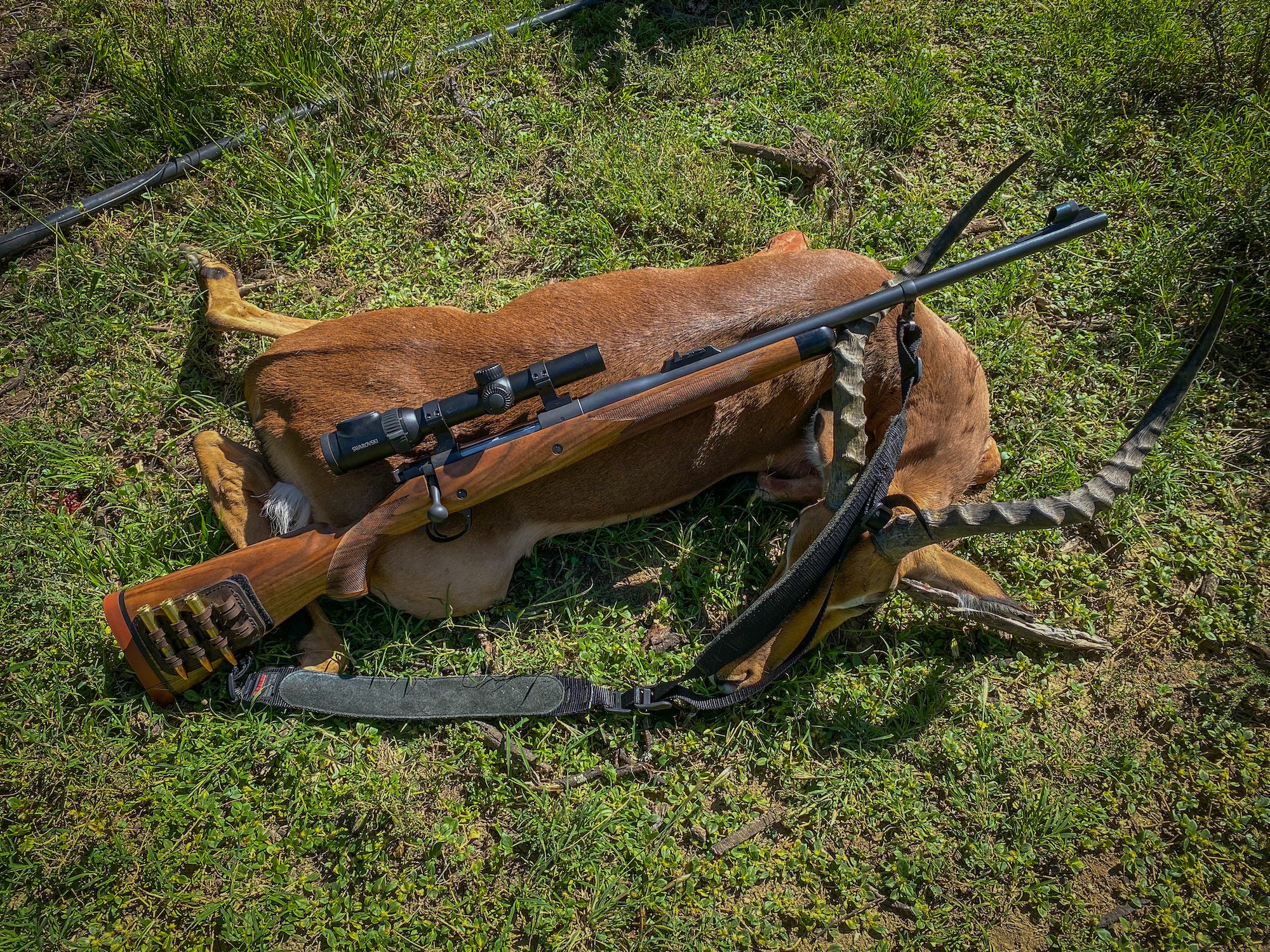 Dead impala with a Kimber Caprivi rifle.