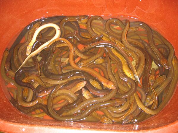 Asian swamp eels in bucket