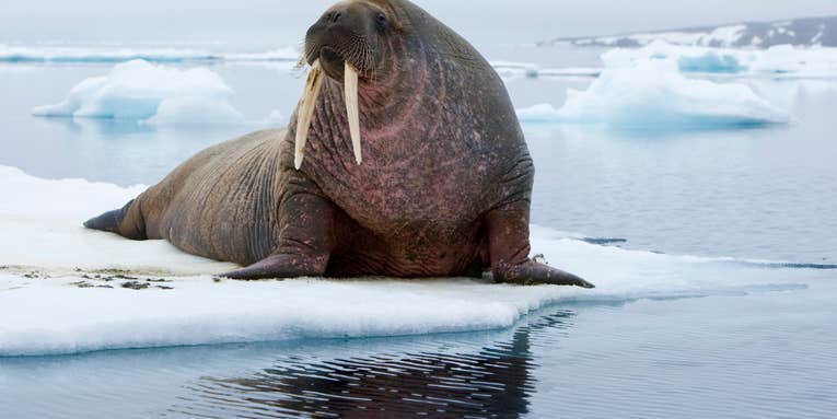Hunters Stranded in Arctic Ocean After Wounded Walrus Capsizes Boat