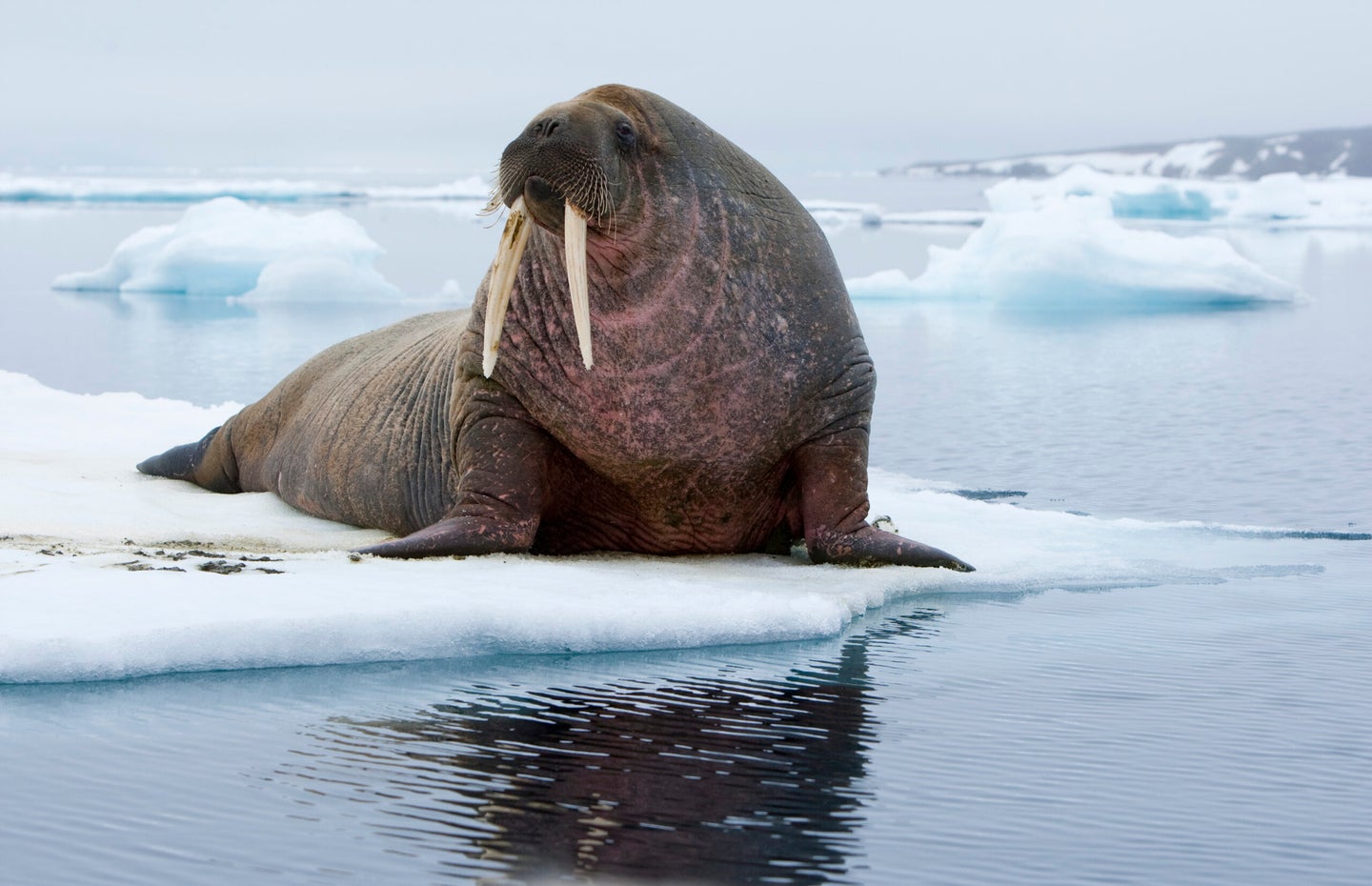 walrus on pack ice