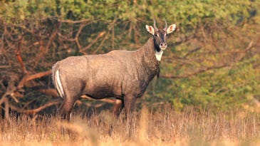 Nilgai Hunting in Texas Is Tougher and More Fun Than You Probably Think
