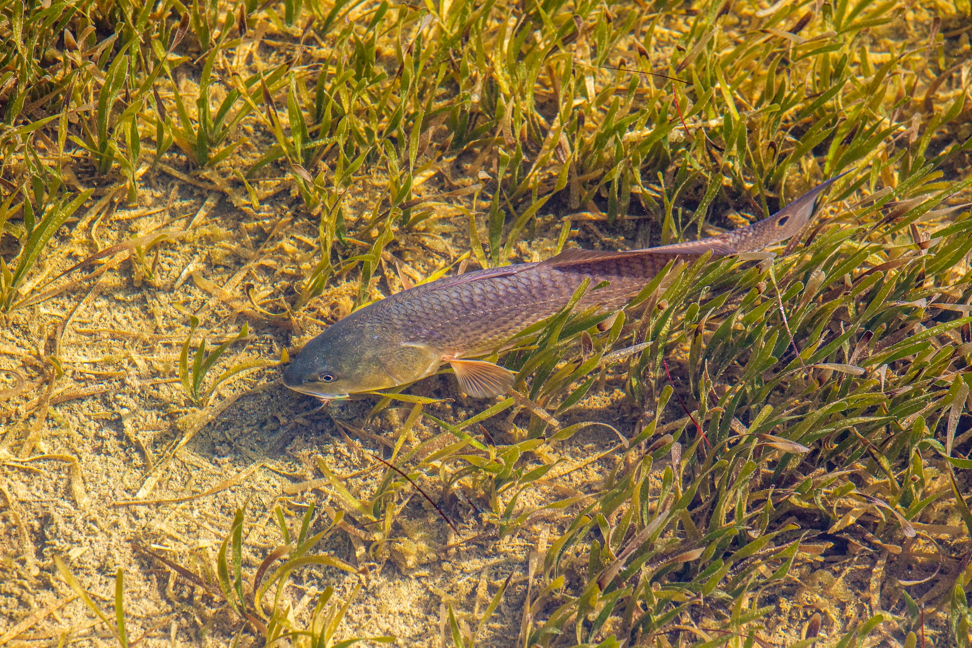 Florida redfish swimming in grass.