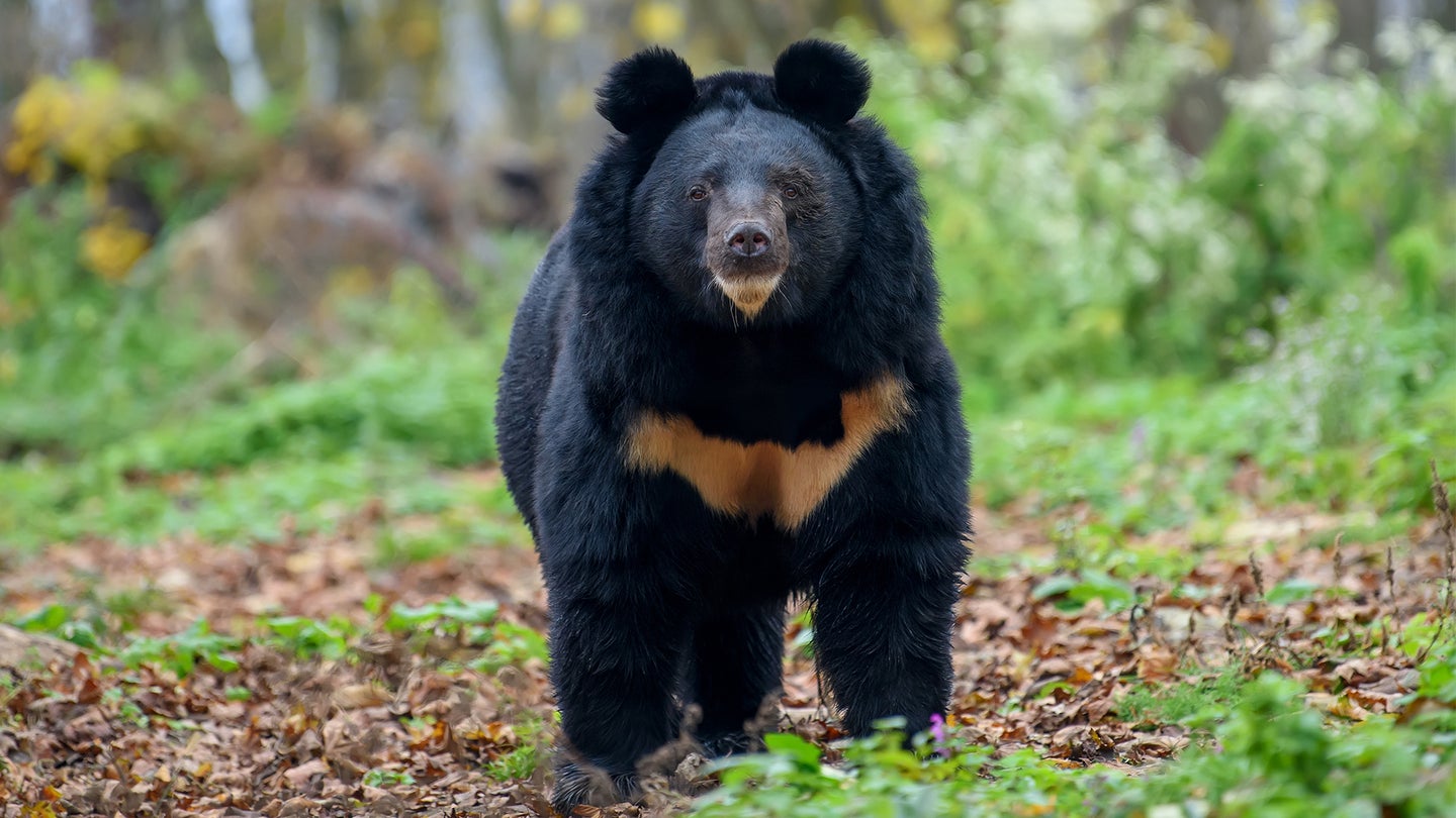 photo of Asiatic black bear