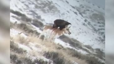 Watch a Golden Eagle Eat a Pronghorn Antelope Alive
