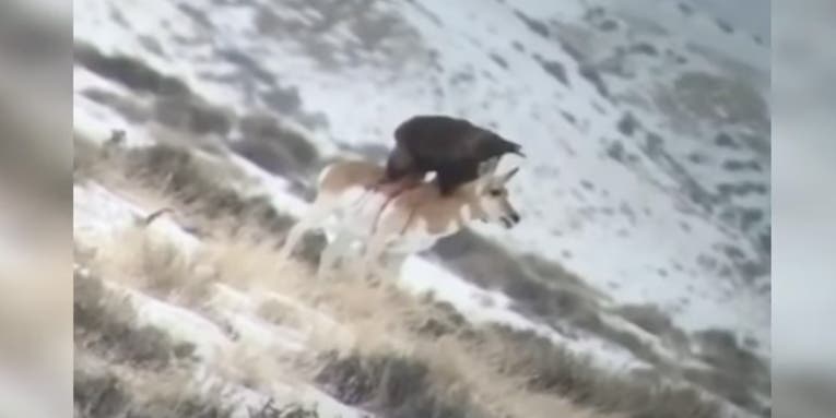 Watch a Golden Eagle Eat a Pronghorn Antelope Alive