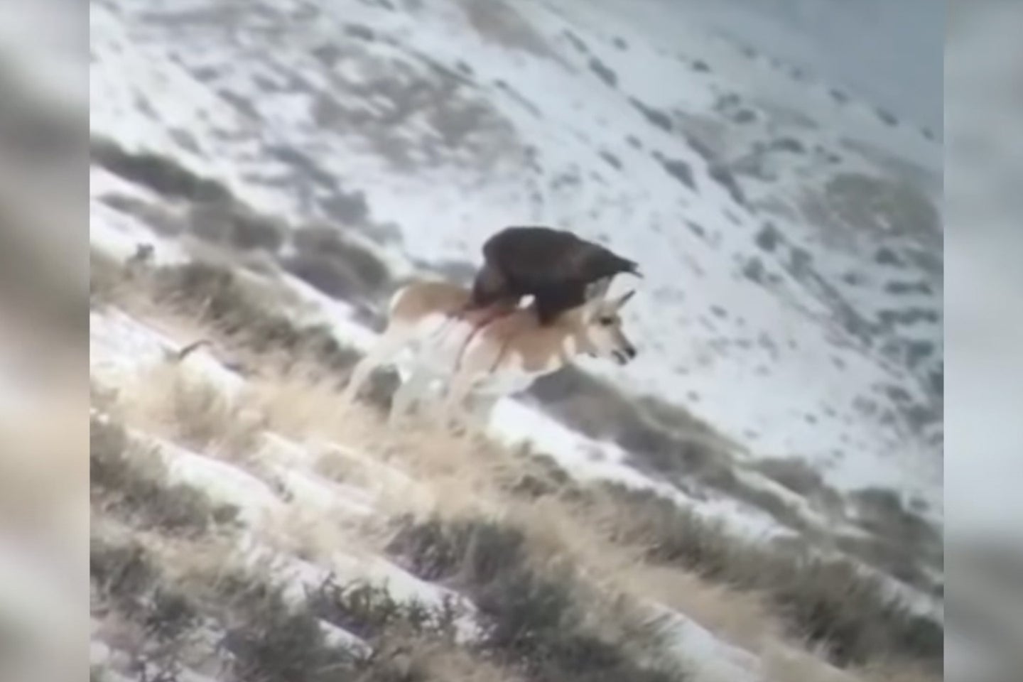 golden eagle preys on pronghorn antelope