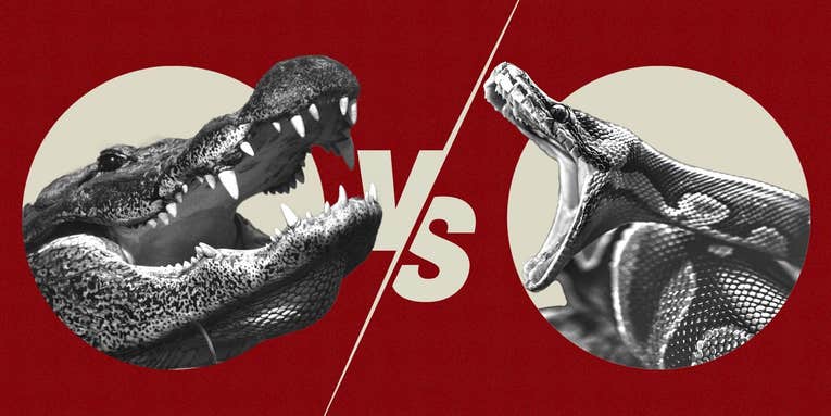 Watch to See Who Eats Who in 5 Epic Battles of Alligators vs Pythons