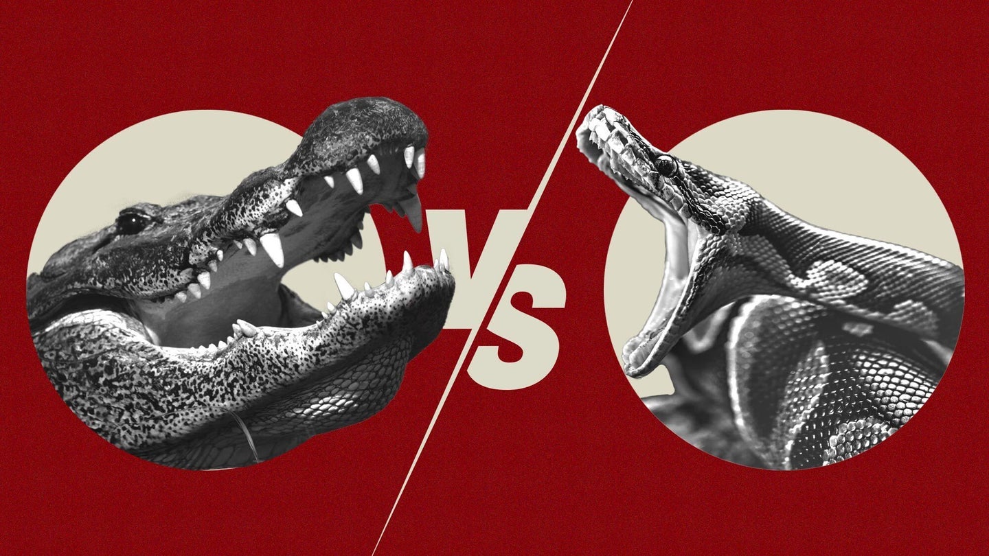 photo illustration of croc vs python