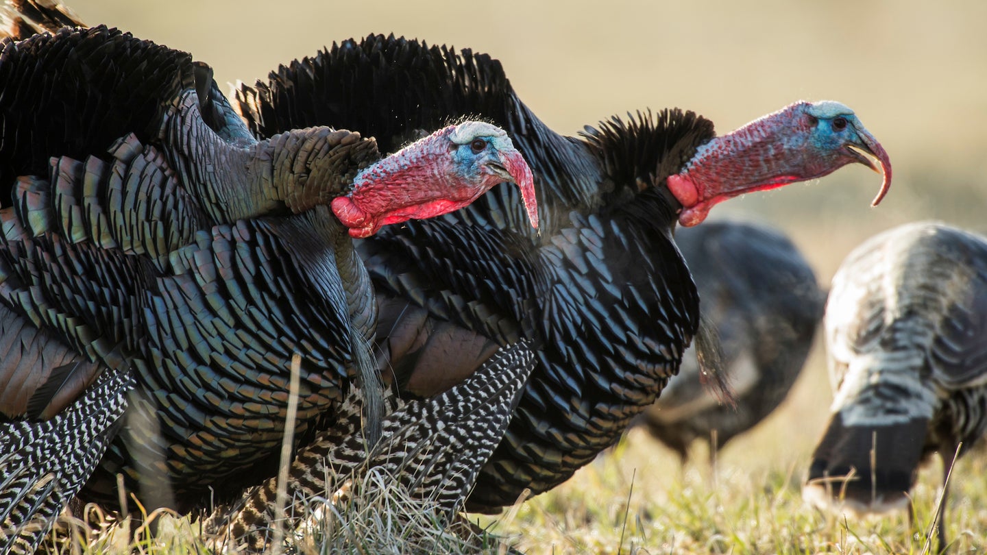 photo of two turkeys gobbling