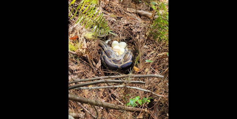 Researchers Stunned After Finding Record-Breaking Python Nest in Florida
