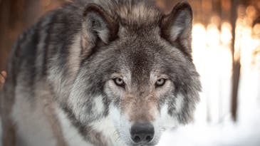 Colorado Bill Could Delay Wolf Reintroduction for Several Years